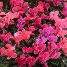 Multiple Color Cyclamen 120 PCS Seeds