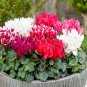 Multiple Color Cyclamen 120 PCS Seeds