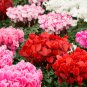 Multiple Color Cyclamen 120 PCS Seeds