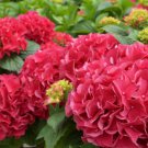 Multiple Color Choice Hydrangea Bonsai Perennial Flower 50 PCS Seeds