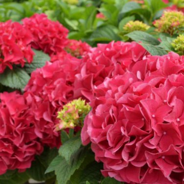 Multiple Color Choice Hydrangea Bonsai Perennial Flower 50 PCS Seeds