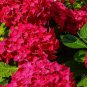 Multiple Color Choice Hydrangea Bonsai Perennial Flower 50 PCS Seeds