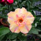 Multi-Layer Adenium obesum Desert Rose 30 PCS Seeds Multi-Layer Adenium obesum Desert Rose 30 PCS Seeds