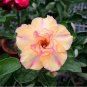 Multi-Layer Adenium obesum Desert Rose 30 PCS Seeds
