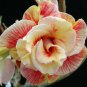 Multi-Layer Adenium obesum Desert Rose 30 PCS Seeds