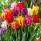 Multifarious Tulip Flowers 200 PCS Seeds Multifarious Tulip Flowers 200 PCS Seeds