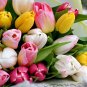 Multifarious Tulip Flowers 200 PCS Seeds