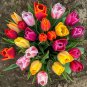 Multifarious Tulip Flowers 200 PCS Seeds