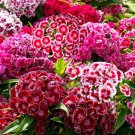 Multicolored Carnation Bonsai Potted Flowers 100 PCS Seeds