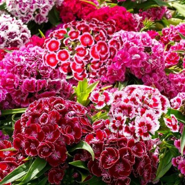 Multicolored Carnation Bonsai Potted Flowers 100 PCS Seeds