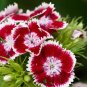 Multicolored Carnation Bonsai Potted Flowers 100 PCS Seeds