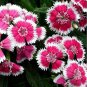 Multicolored Carnation Bonsai Potted Flowers 100 PCS Seeds