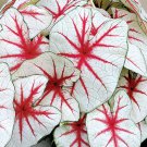 Multicolor Thailand Caladium Bonsai Perennial Flower Garden Potted 120 PCS Seeds Multicolor Thailand Caladium Bonsai Perennial Flower Garden Potted 120 PCS Seeds