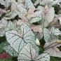 Multicolor Thailand Caladium Bonsai Perennial Flower Garden Potted 120 PCS Seeds