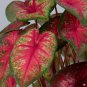 Multicolor Thailand Caladium Bonsai Perennial Flower Garden Potted 120 PCS Seeds