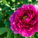 Multicolor Japanese Tree Peony Flower 5 PCS Seeds