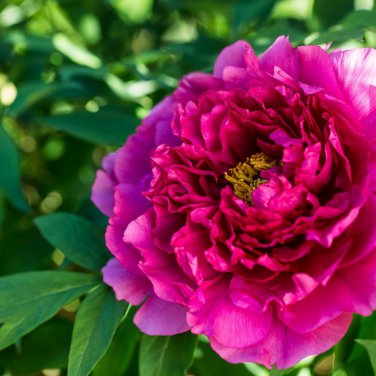 Multicolor Japanese Tree Peony Flower 5 PCS Seeds