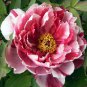 Multicolor Japanese Tree Peony Flower 5 PCS Seeds