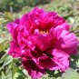 Multicolor Japanese Tree Peony Flower 5 PCS Seeds