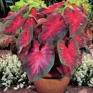 Multicolor Caladium Bonsai Caladium Bicolor Bright Leaf Flower 100 PCS Seeds