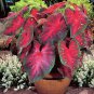 Multicolor Caladium Bonsai Caladium Bicolor Bright Leaf Flower 100 PCS Seeds