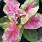 Multicolor Caladium Bonsai Caladium Bicolor Bright Leaf Flower 100 PCS Seeds