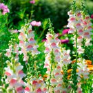 Multi-Color Antirrhinum Majus Bonsai 200 PCS Seeds Multi-Color Antirrhinum Majus Bonsai 200 PCS Seeds