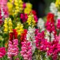 Multi-Color Antirrhinum Majus Bonsai 200 PCS Seeds