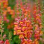 Multi-Color Antirrhinum Majus Bonsai 200 PCS Seeds