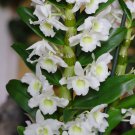 Multi Color Dendrobium Orchids Tree Very Easy Grow Home & Garden 100 PCS Seeds
