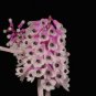 Multi Color Dendrobium Orchids Tree Very Easy Grow Home & Garden 100 PCS Seeds