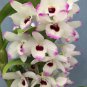 Multi Color Dendrobium Orchids Tree Very Easy Grow Home & Garden 100 PCS Seeds