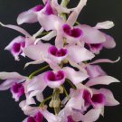 Multi Color Dendrobium Orchids Bonsai 100 PCS Seeds