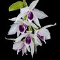 Multi Color Dendrobium Orchids Bonsai 100 PCS Seeds