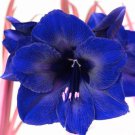 Multi Color Amaryllis Flower Bonsai Hippeastrum Barbados Lily 50 PCS Seeds