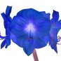 Multi Color Amaryllis Flower Bonsai Hippeastrum Barbados Lily 50 PCS Seeds