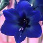 Multi Color Amaryllis Flower Bonsai Hippeastrum Barbados Lily 50 PCS Seeds