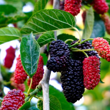 Mulberry Blackish Purple Big Fruit Edible 100 PCS Seeds