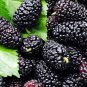 Mulberry Blackish Purple Big Fruit Edible 100 PCS Seeds