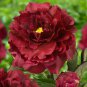 Mudanji' Blackish Deep Red Peony Tree 5 PCS Seeds