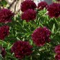 Mudanji' Blackish Deep Red Peony Tree 5 PCS Seeds