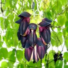 Mucuna Pruriens Black Jade Vine 5 PCS Seeds Mucuna Pruriens Black Jade Vine 5 PCS Seeds