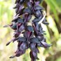 Mucuna Pruriens Black Jade Vine 5 PCS Seeds