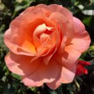 'Mu Na' Golden Red Rose Shrub Flower 50 PCS Seeds 'Mu Na' Golden Red Rose Shrub Flower 50 PCS Seeds