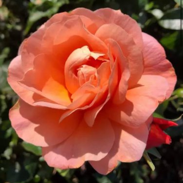 'Mu Na' Golden Red Rose Shrub Flower 50 PCS Seeds
