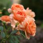 'Mu Na' Golden Red Rose Shrub Flower 50 PCS Seeds