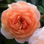 'Mu Na' Golden Red Rose Shrub Flower 50 PCS Seeds