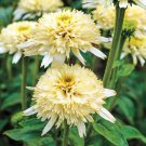 'Mozzarella' Echinacea Coneflower 100 PCS Seeds 'Mozzarella' Echinacea Coneflower 100 PCS Seeds