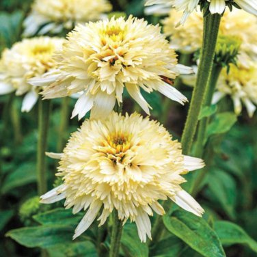 'Mozzarella' Echinacea Coneflower 100 PCS Seeds
