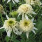 'Mozzarella' Echinacea Coneflower 100 PCS Seeds
